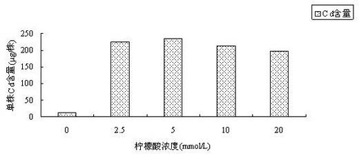 Method for promoting broad bean in restoring and treating cadmium-polluted soil by using citric acid