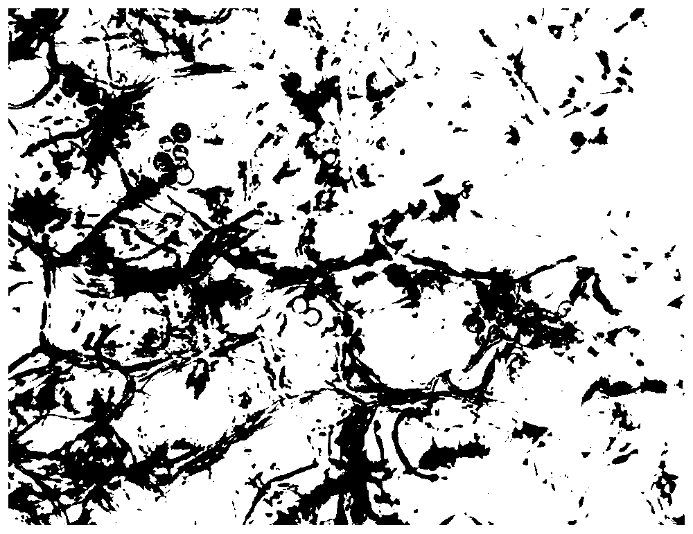 Underwater transparent porous cellulose paper-based material for cell culture, and preparation method and application thereof