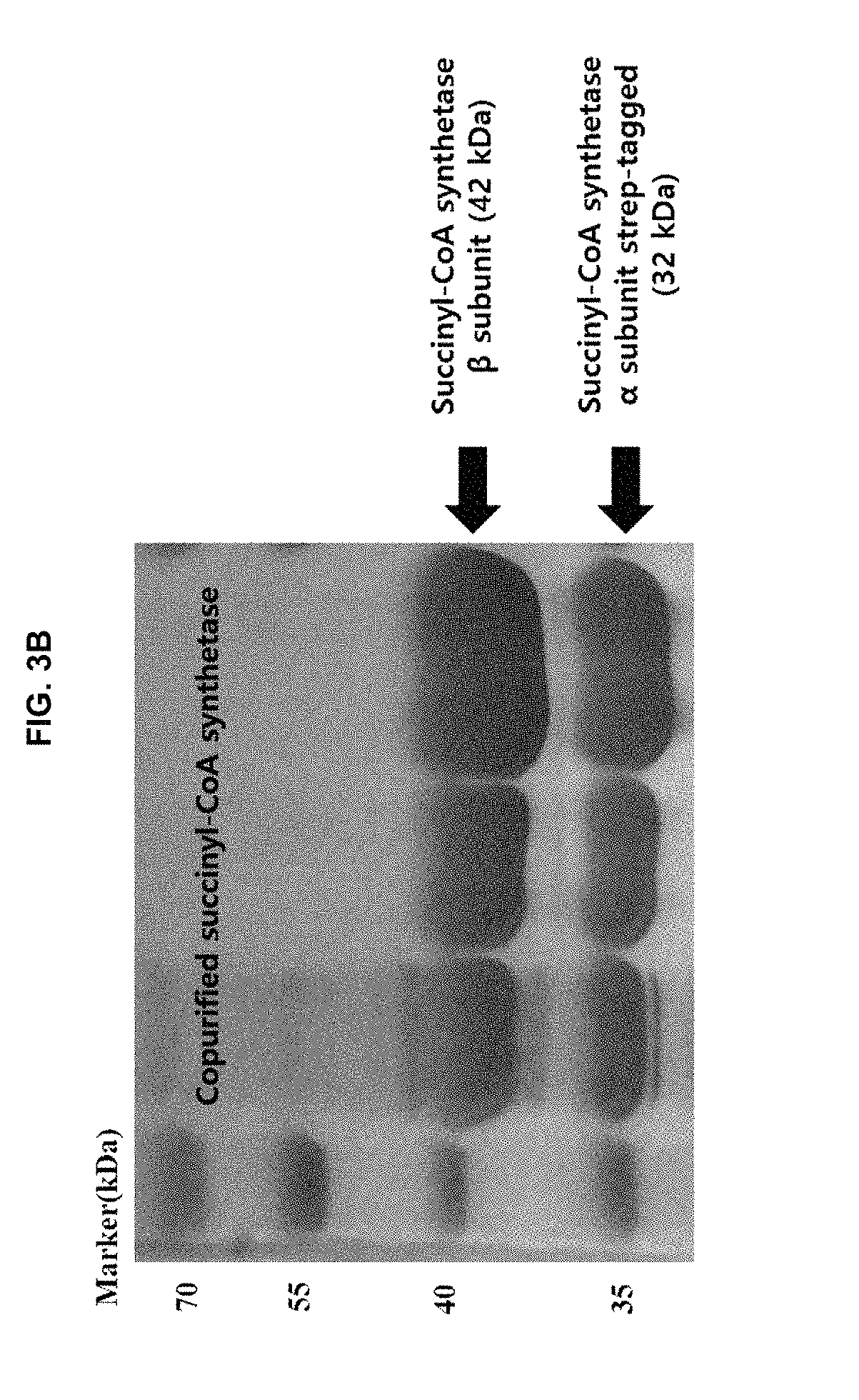 Continuous production method for 5-aminolevulinic acid by using photosynthetic membrane vesicle