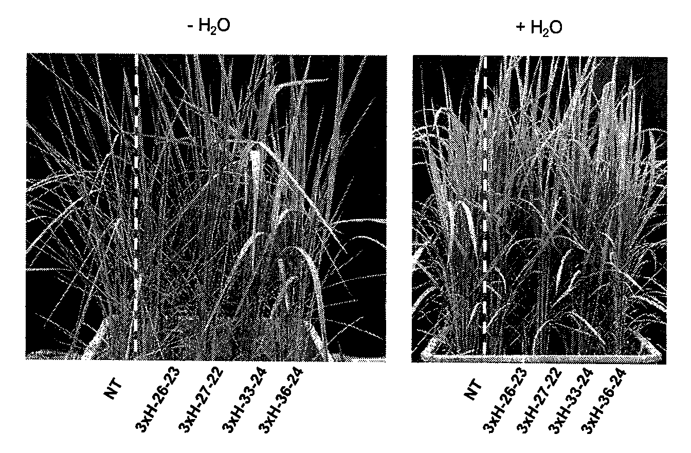 Abiotic stress tolerant transgenic plants