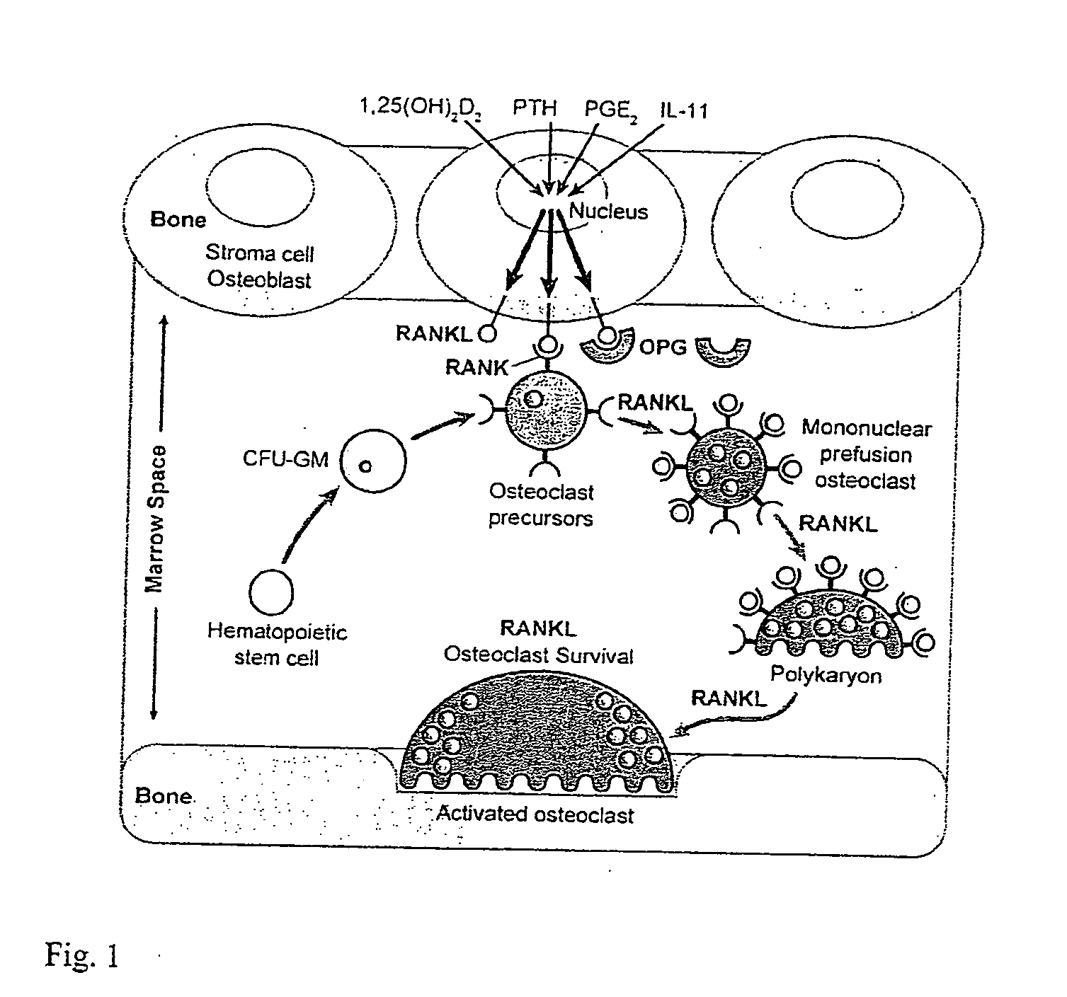 Nucleic acids conferring transcriptional responsiveness on the RANKL gene promoter and uses thereof