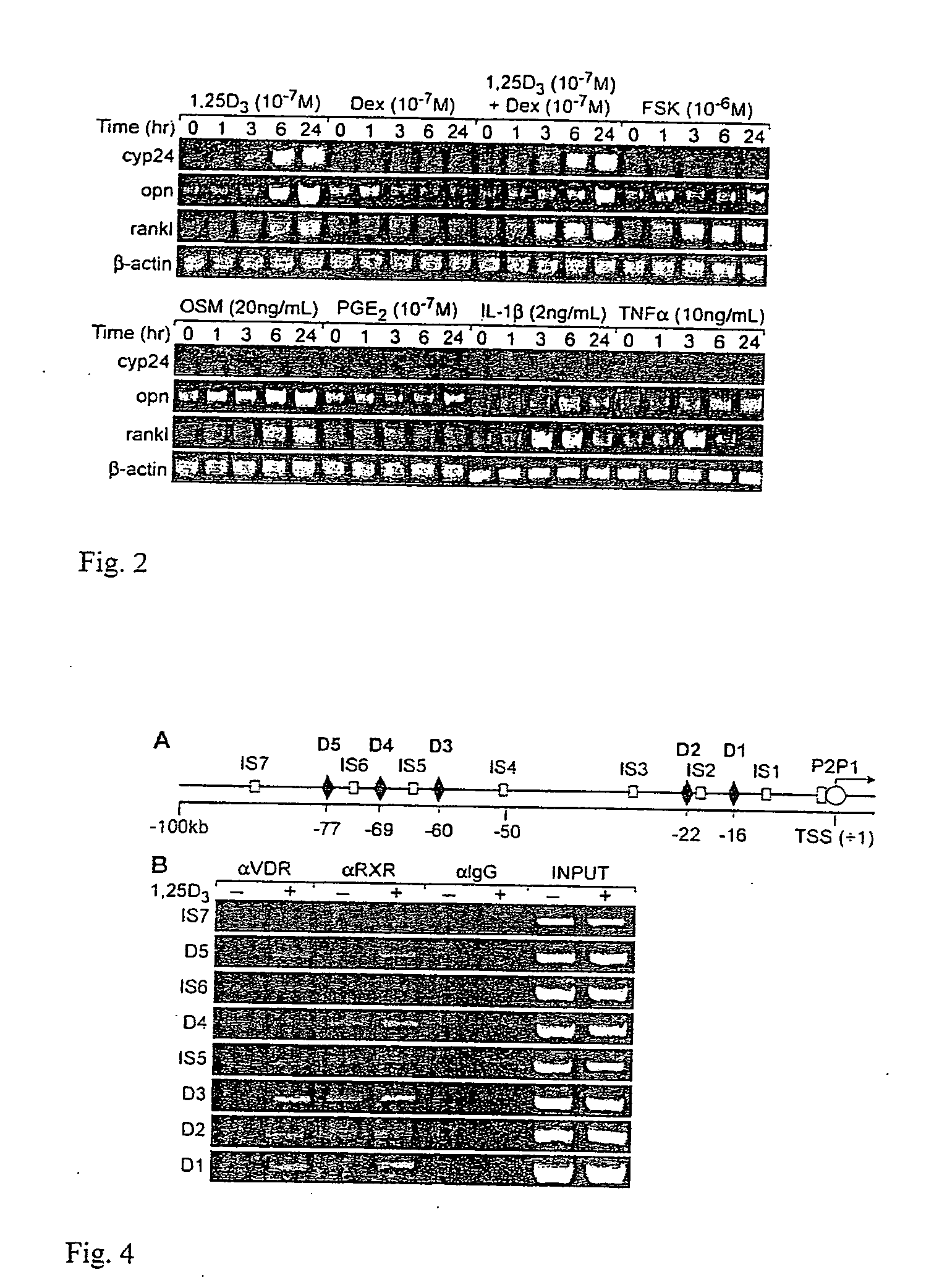 Nucleic acids conferring transcriptional responsiveness on the RANKL gene promoter and uses thereof