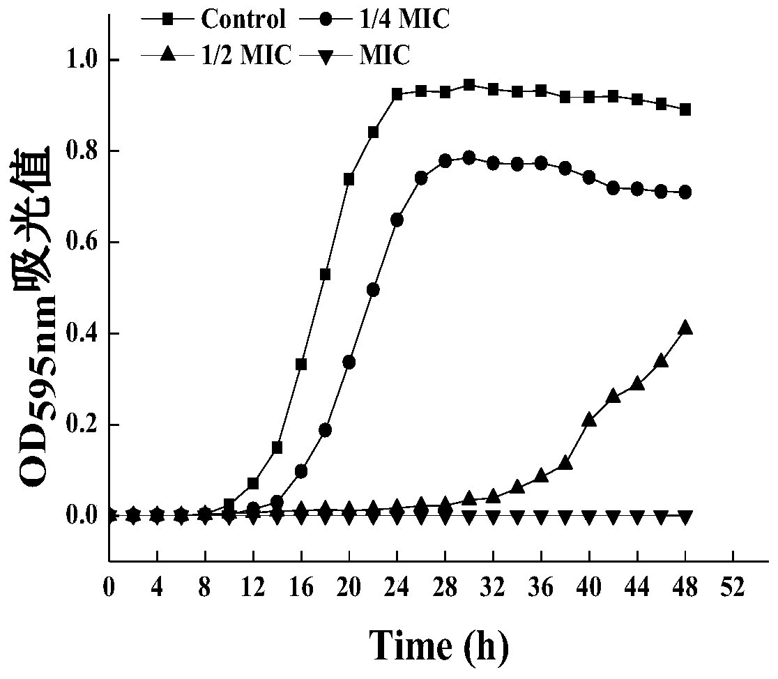 Application of oxidized resveratrol or oxidized resveratrol combined with antibiotics in the preparation of antifungal infection products