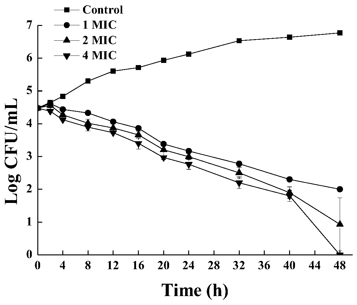 Application of oxidized resveratrol or oxidized resveratrol combined with antibiotics in the preparation of antifungal infection products