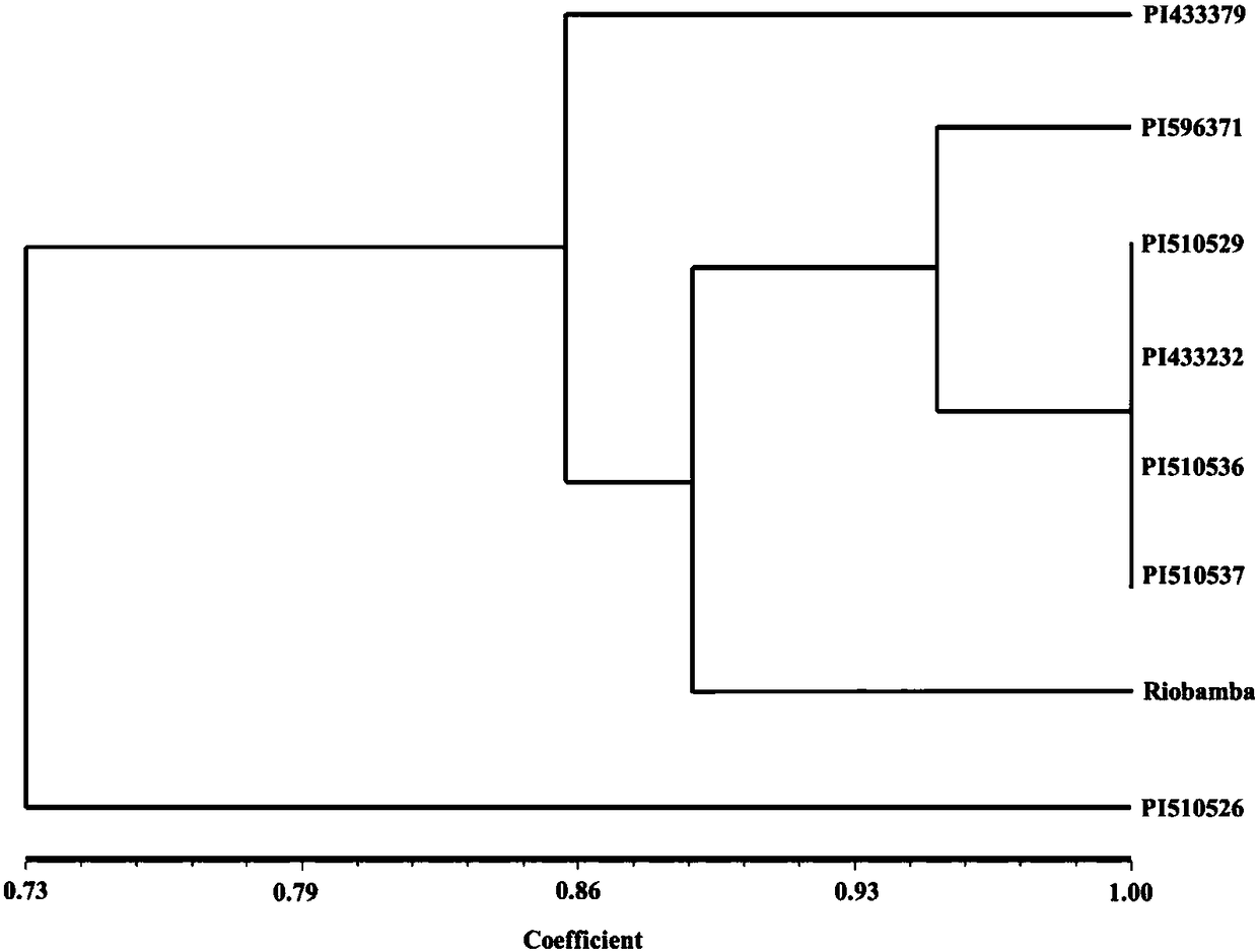 Quinoa est-ssr molecular marker and its application