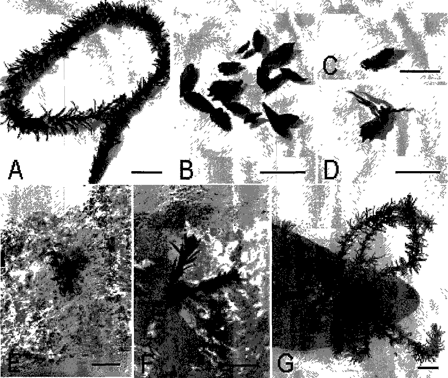 Sargassum thunbergii young seedling large-scale breeding method using leaves tissue culture method