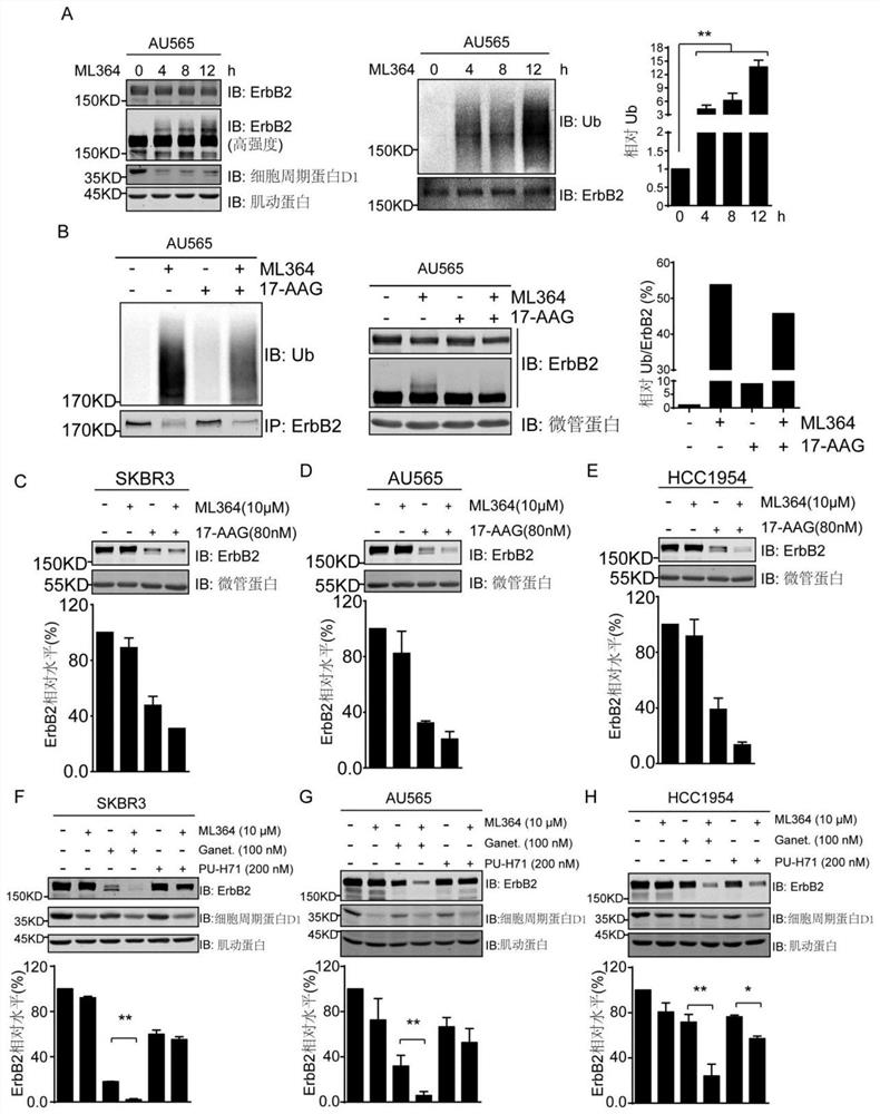 Combined use of USP2 and HSP90 inhibitors to inhibit the growth of ERBB2-positive breast cancer