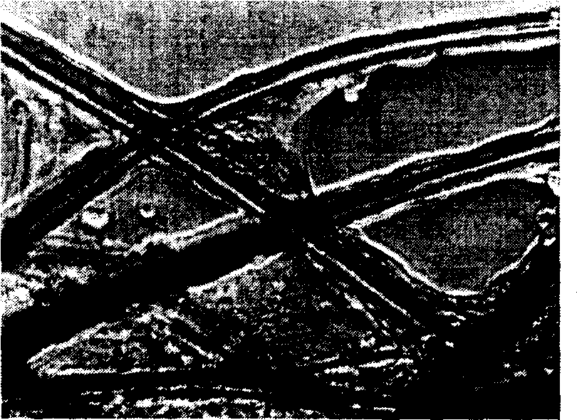 Production method of transplanting material