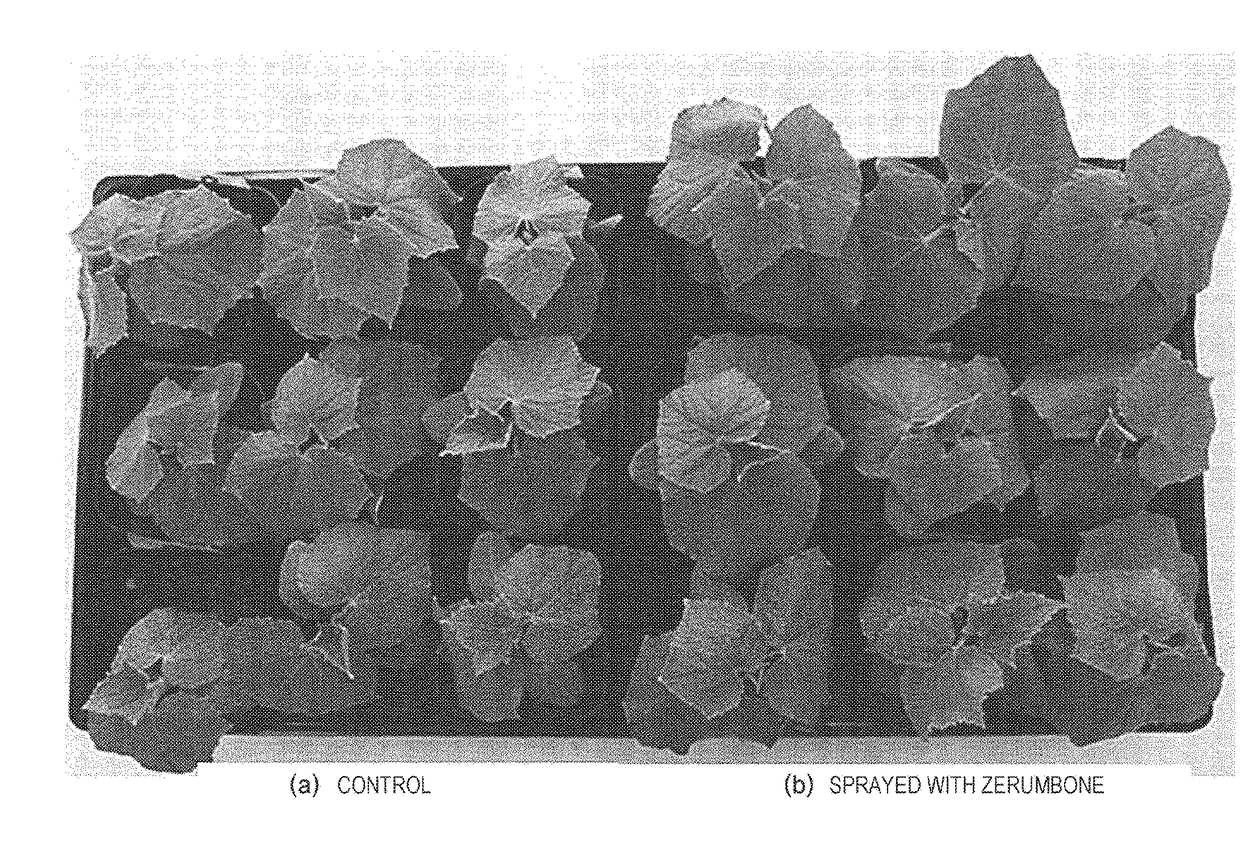 Agent for improving plant growth and method for producing plant using same