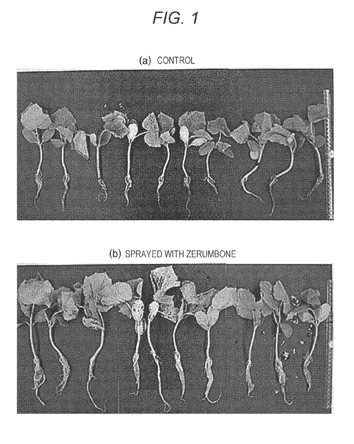 Agent for improving plant growth and method for producing plant using same