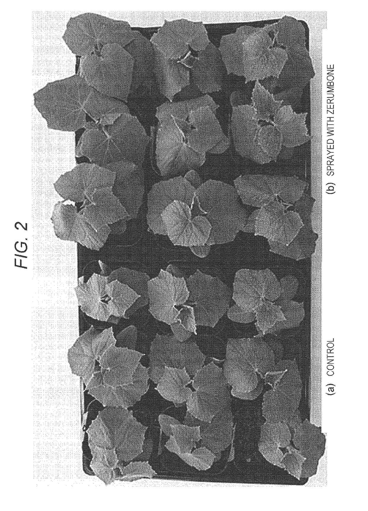 Agent for improving plant growth and method for producing plant using same