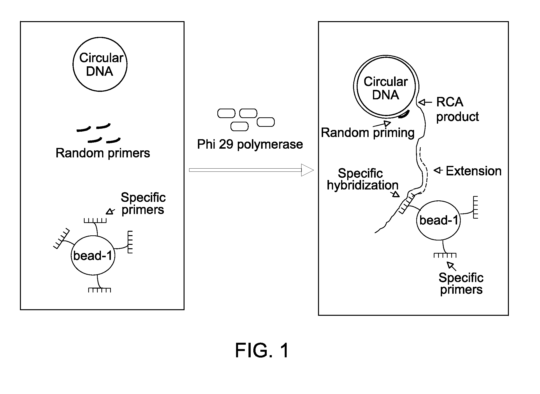 Isothermal amplification of nucleic acid using primers comprising a randomized sequence and specific primers and uses thereof