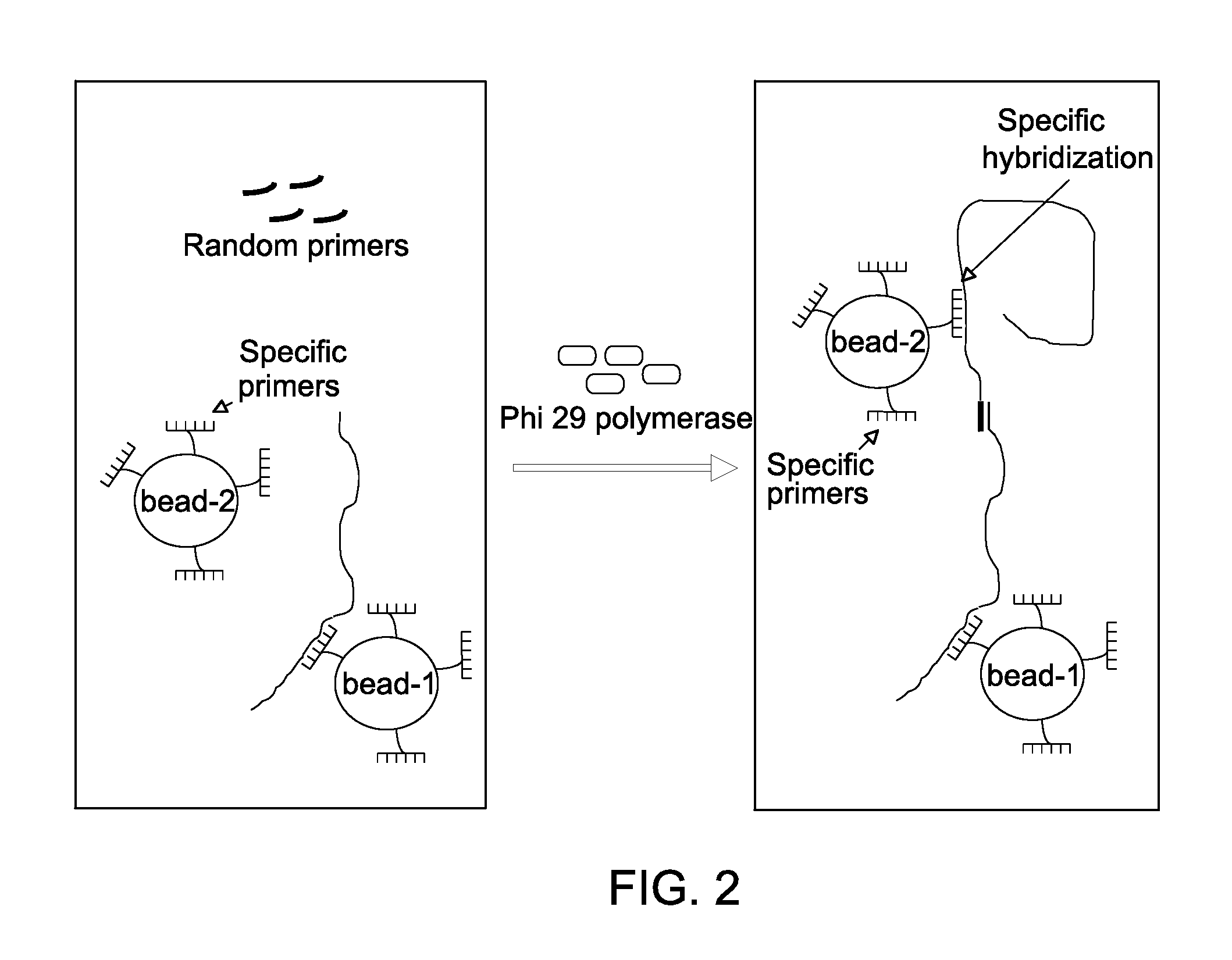 Isothermal amplification of nucleic acid using primers comprising a randomized sequence and specific primers and uses thereof