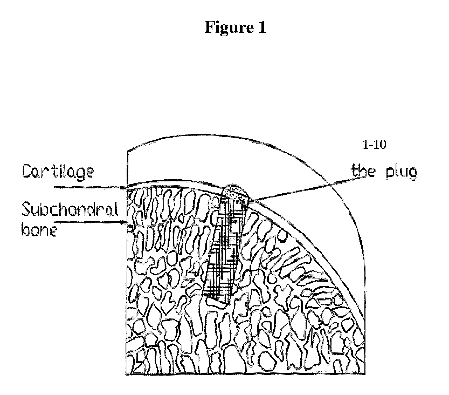 Solid Forms for Tissue Repair