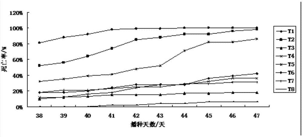 Method for artificially breeding great amounts of pea aphids