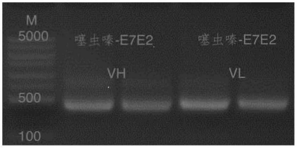 A variable region sequence of a specific anti-thiamethoxam antibody and its recombinant full-length antibody