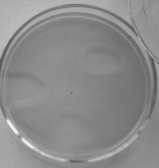 Administration method for protecting bacteriophage activity and application thereof