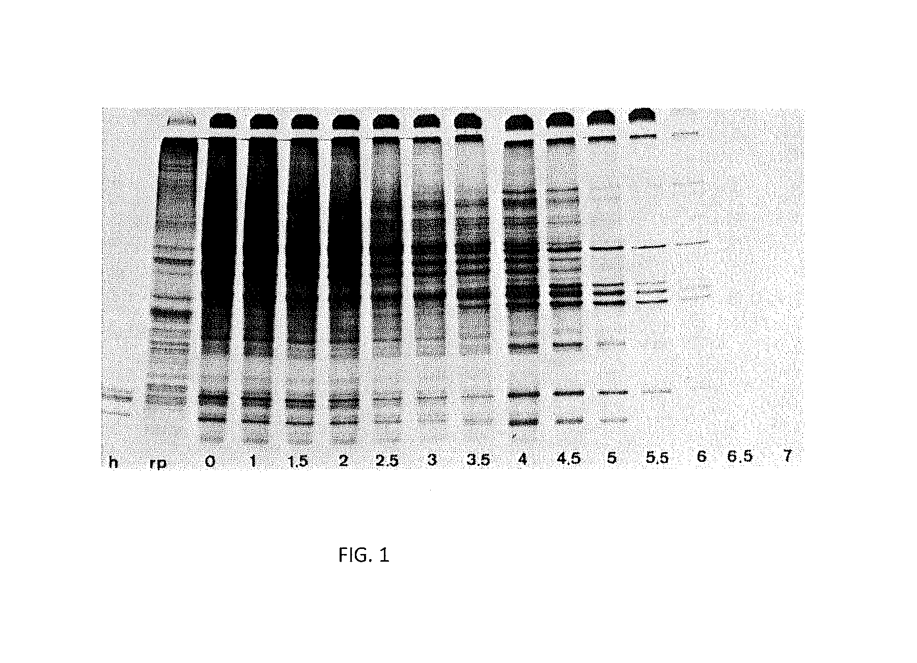 Production of fmdv-resistant livestock by allele substitution