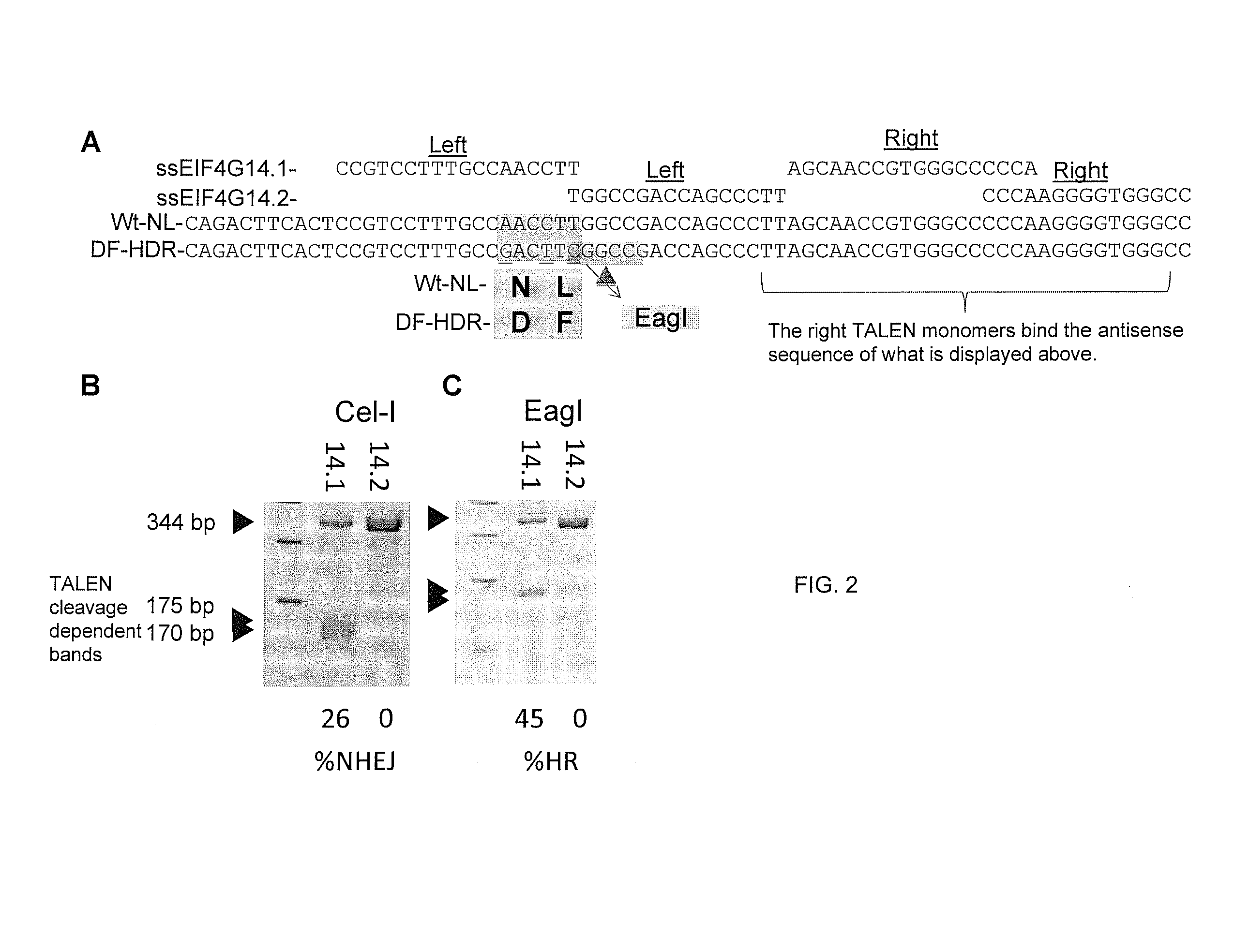 Production of fmdv-resistant livestock by allele substitution