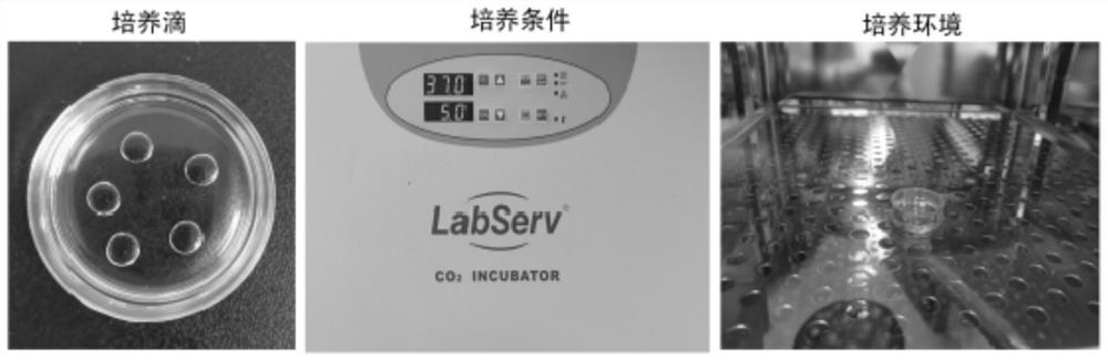 Culture solution, and method for improving quality of maternal diabetic ova