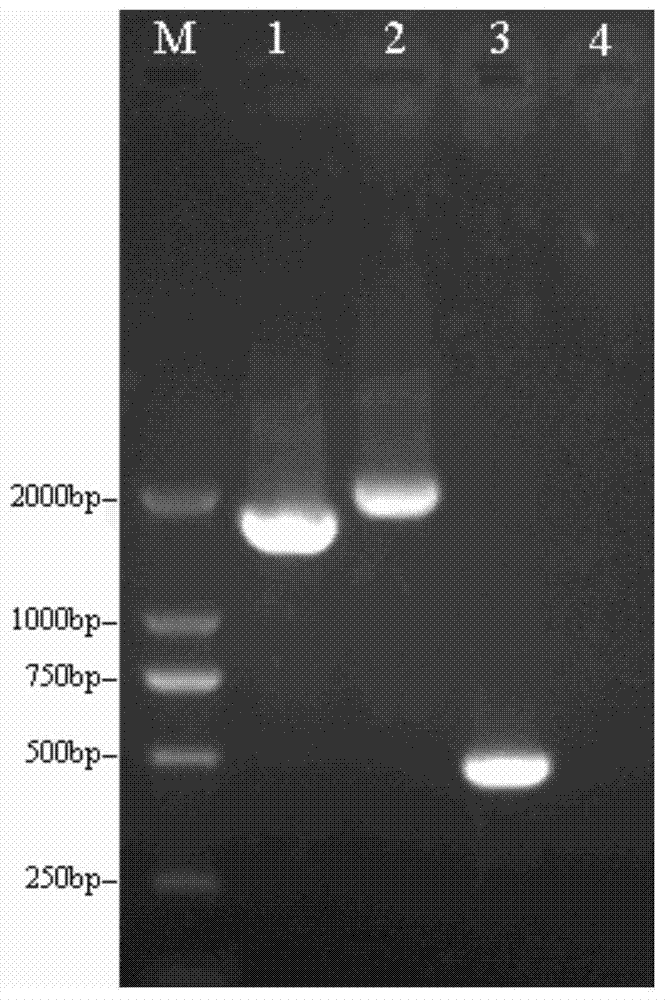 Primer pair, kit and PCR (Polymerase Chain Reaction) detection method for distinguishing octodonta nipae from brontispa longissima