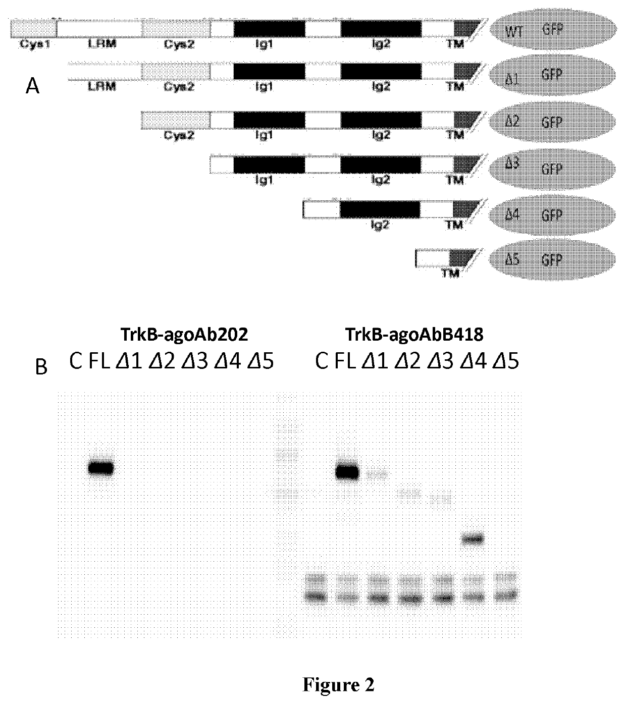 Novel Anti-trkb antibodies