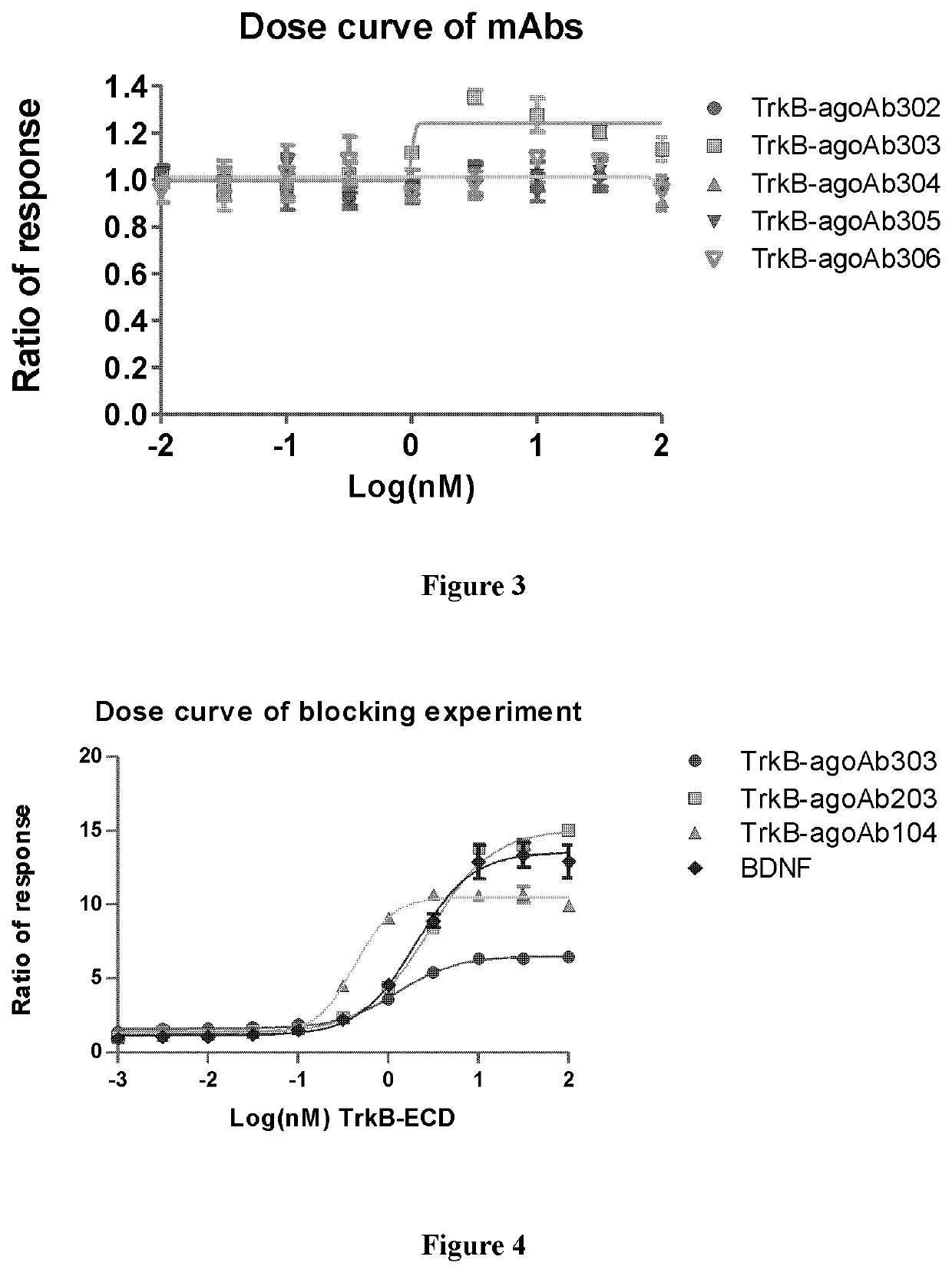 Novel Anti-trkb antibodies