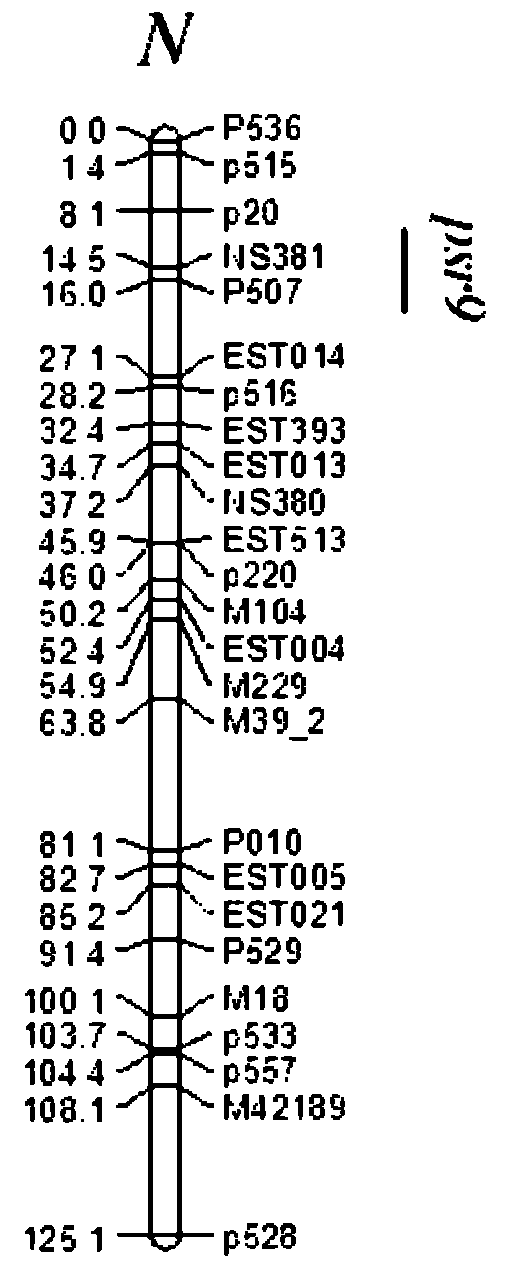 Structure and major gene locus Psr9 of pod shattering resistance character of rape and application thereof