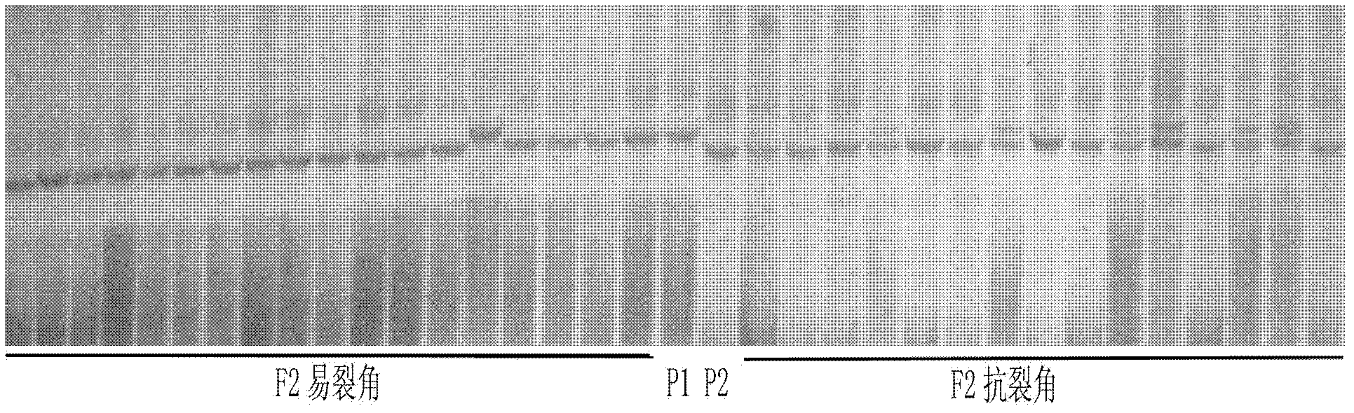 Structure and major gene locus Psr9 of pod shattering resistance character of rape and application thereof