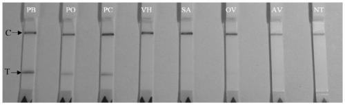 RPA primer, probe and kit for detecting shell parasitic perkinsus