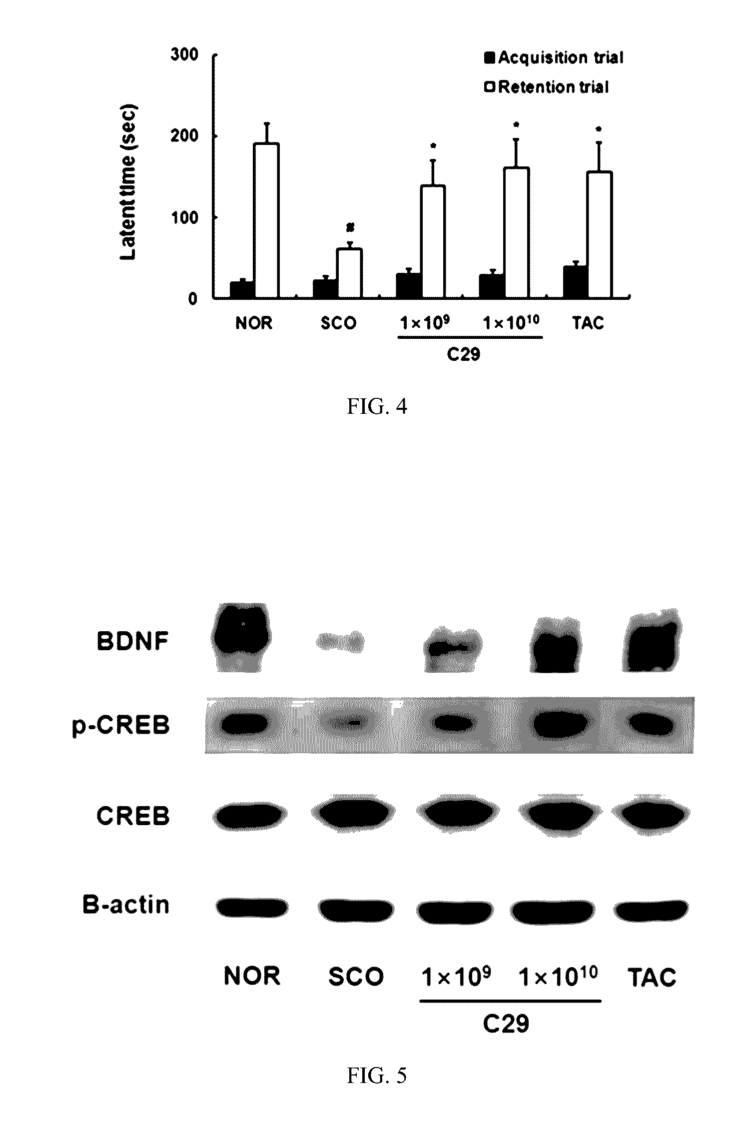 Lactic acid bacteria capable of preventing and/or treating senescence and dementia