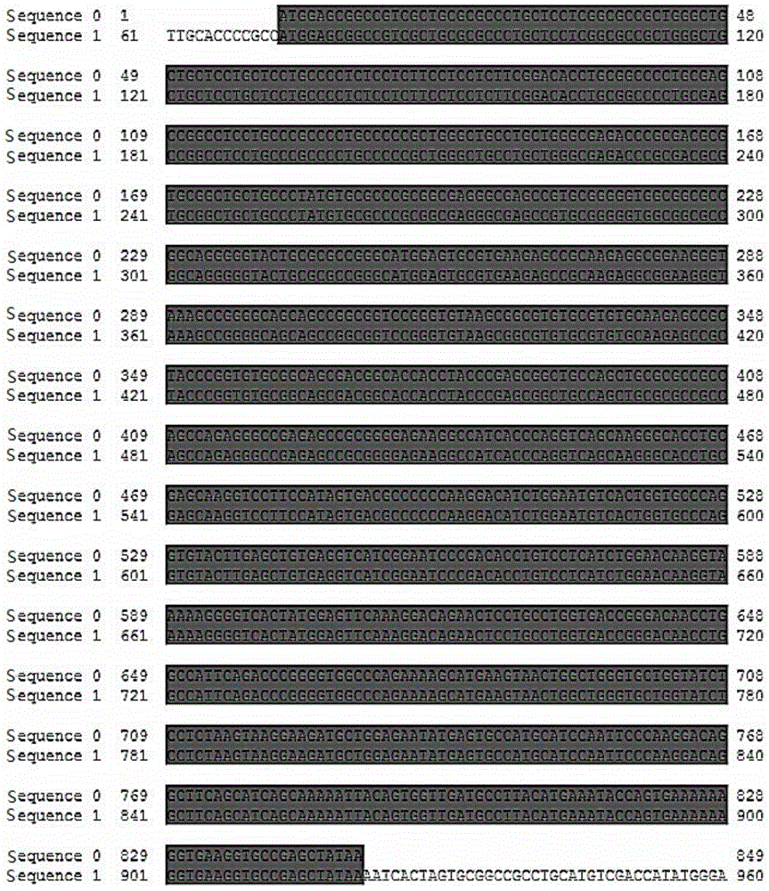 An insulin-like growth factor binding protein 7 eukaryotic expression plasmid, and a constructing method and application thereof