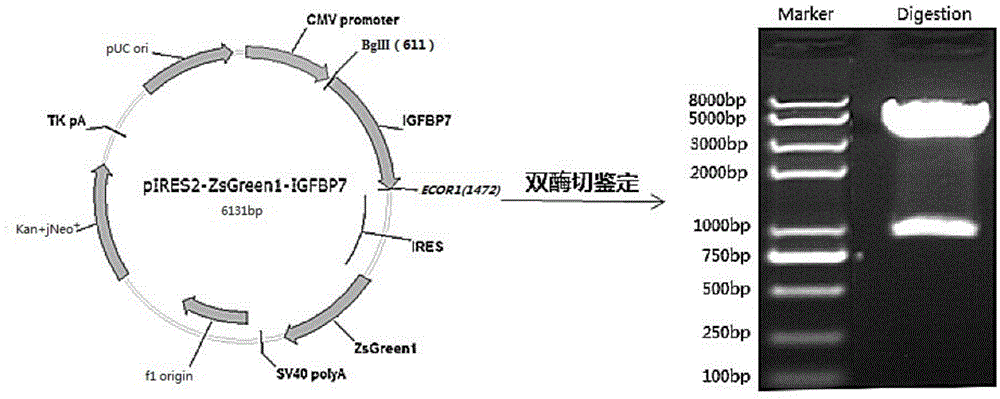 An insulin-like growth factor binding protein 7 eukaryotic expression plasmid, and a constructing method and application thereof