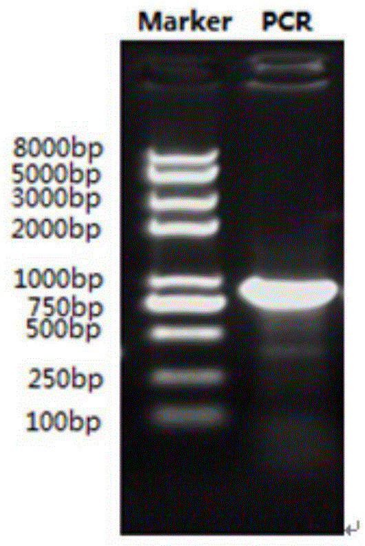 An insulin-like growth factor binding protein 7 eukaryotic expression plasmid, and a constructing method and application thereof