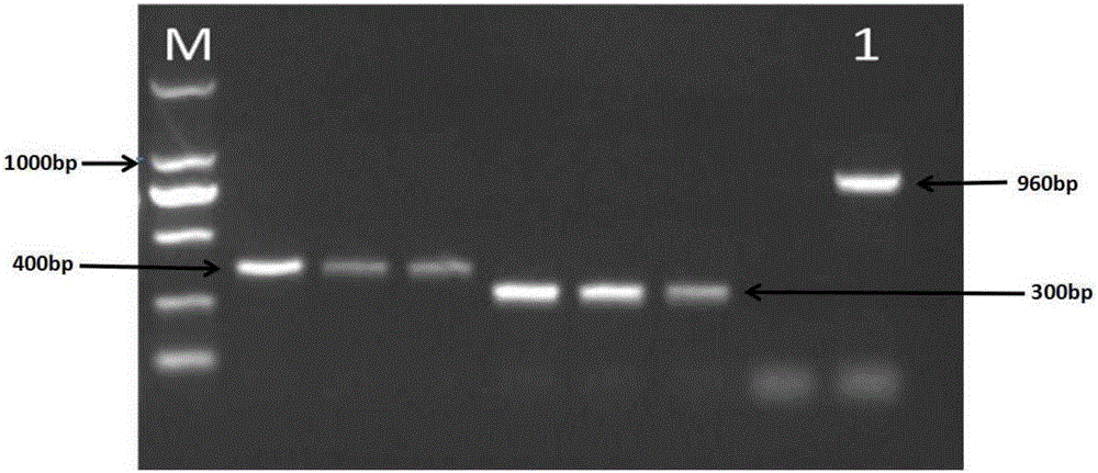 Preparing and identification method for chrysanthemum CmACO gene monoclonal antibodies