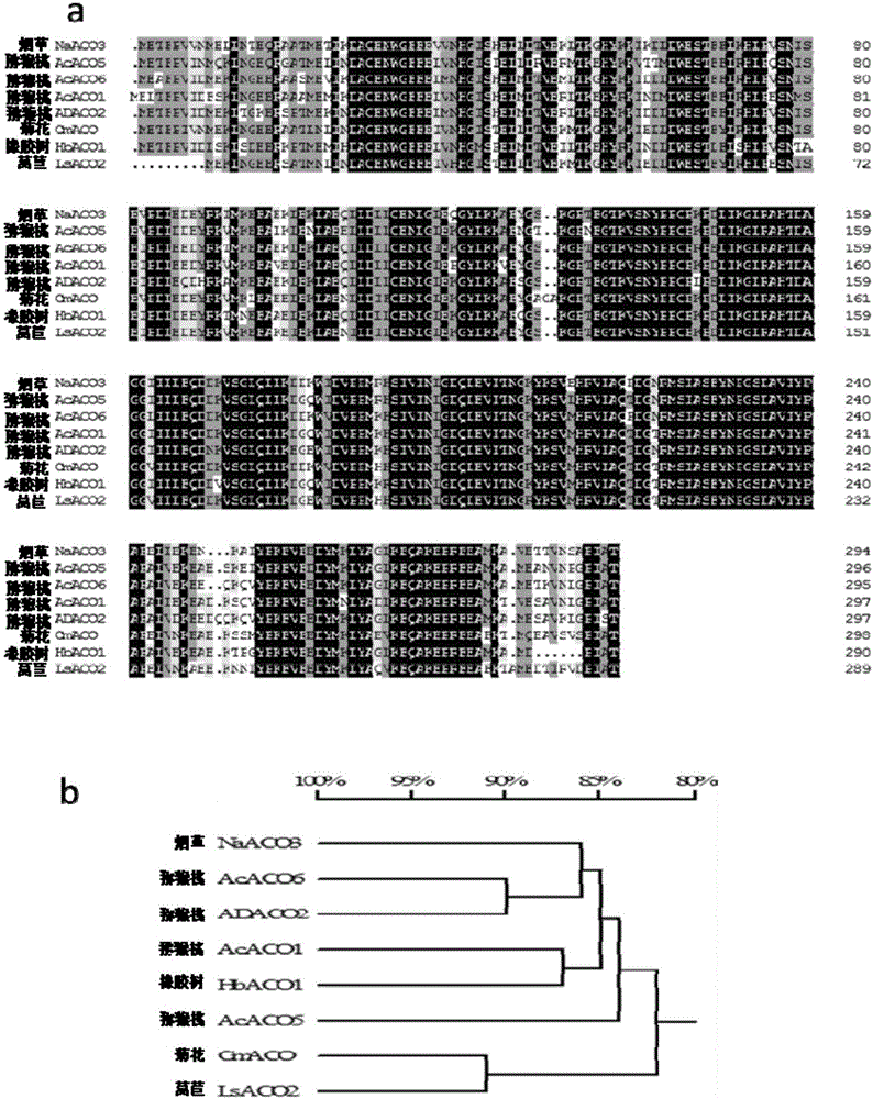 Preparing and identification method for chrysanthemum CmACO gene monoclonal antibodies