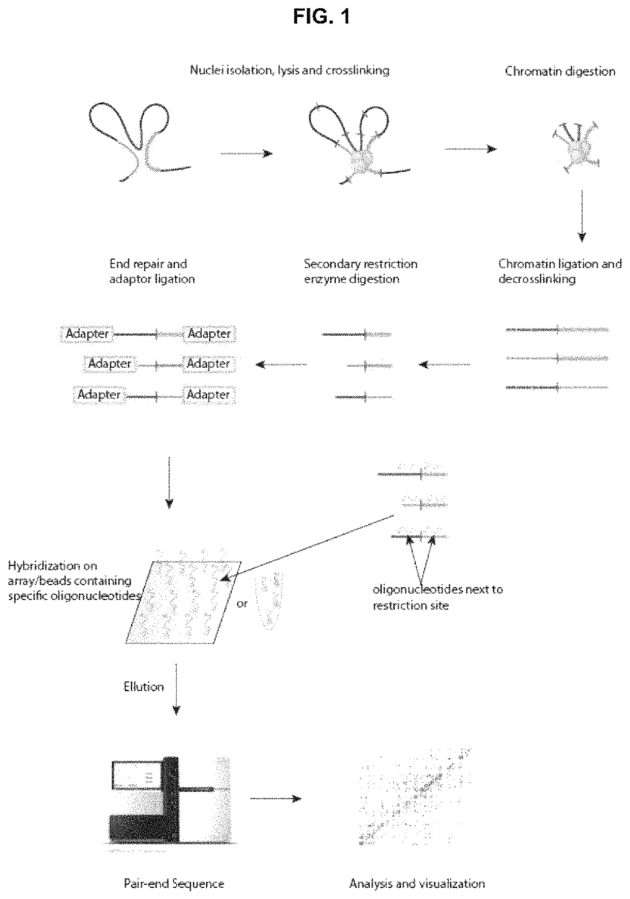 Method for analysing the interaction of nucleotide sequences in a three-dimensional DNA structure