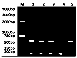 Engineering bacterium for efficiently expressing recombinant ChIFN-alpha