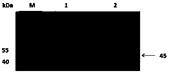 Engineering bacterium for efficiently expressing recombinant ChIFN-alpha