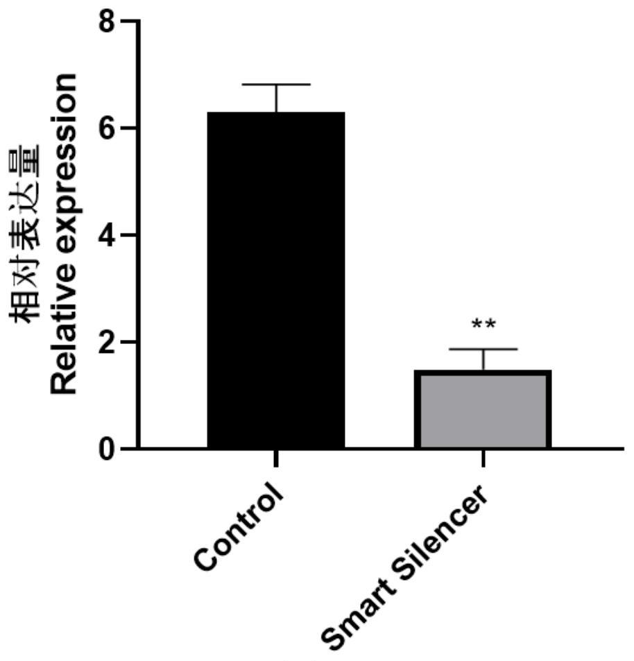 Marker Lnc-482286 related to porcine skeletal muscle satellite cell proliferation, and application of marker Lnc-482286