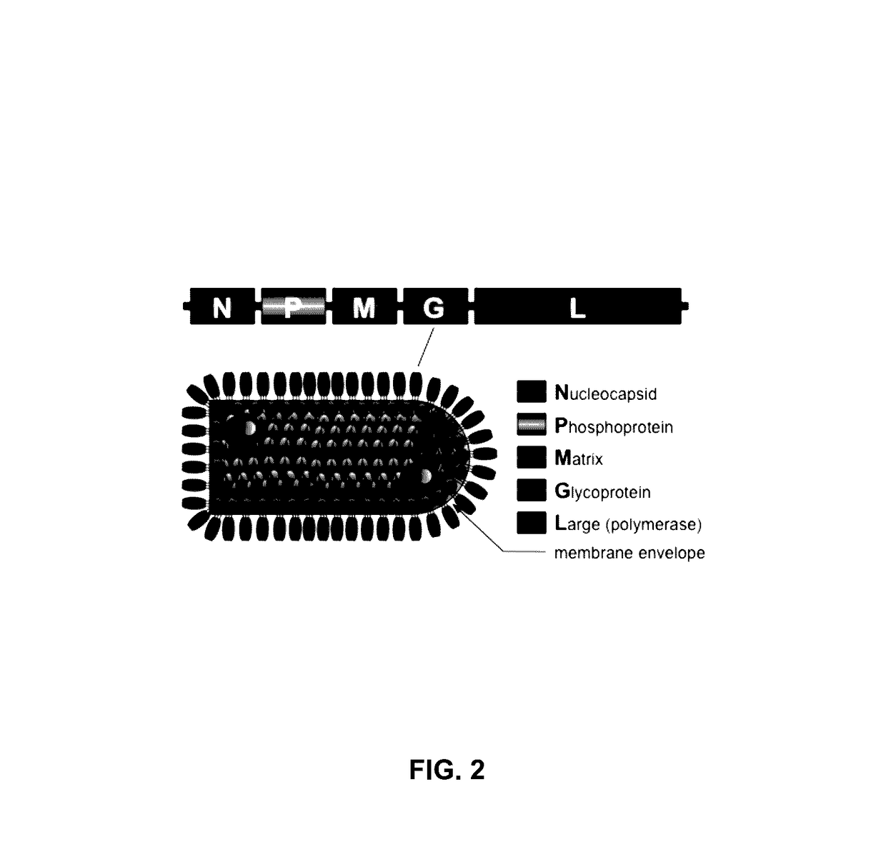 Recombinant viral vectors