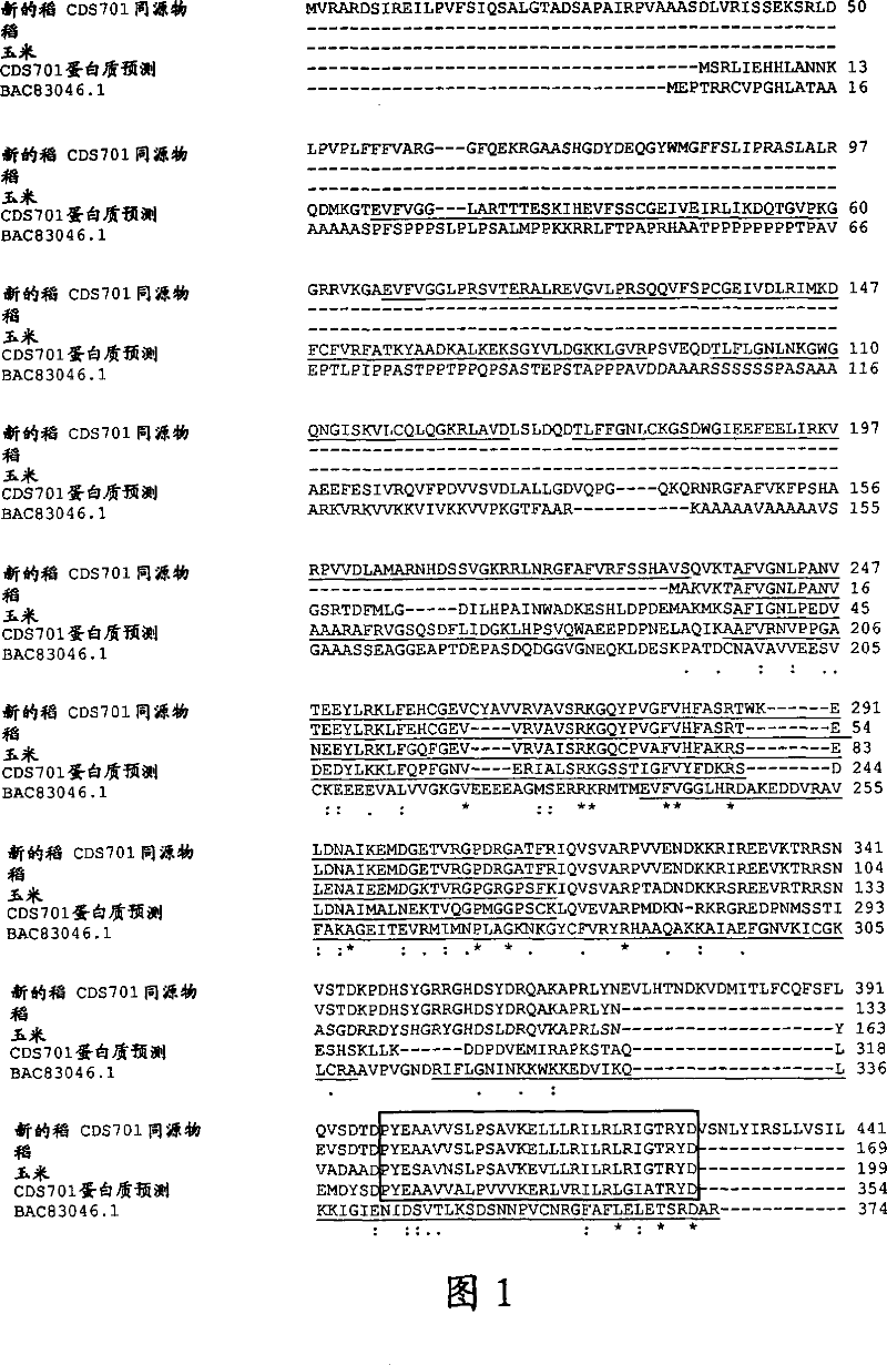 Plants having improved growth characteristics and method for making the same