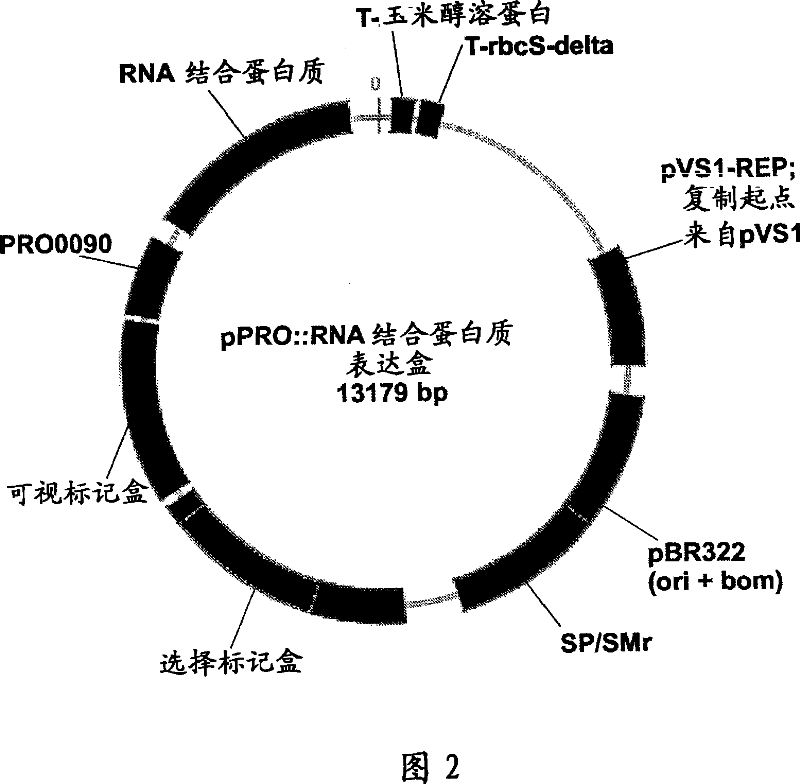 Plants having improved growth characteristics and method for making the same