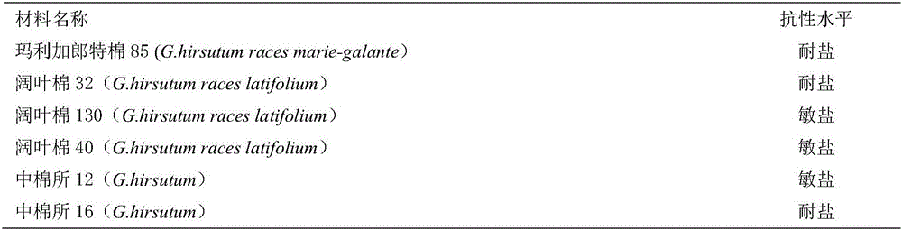 Method for resistance identification of semi-wild cotton on secondary salinization in seedling stage for water culture