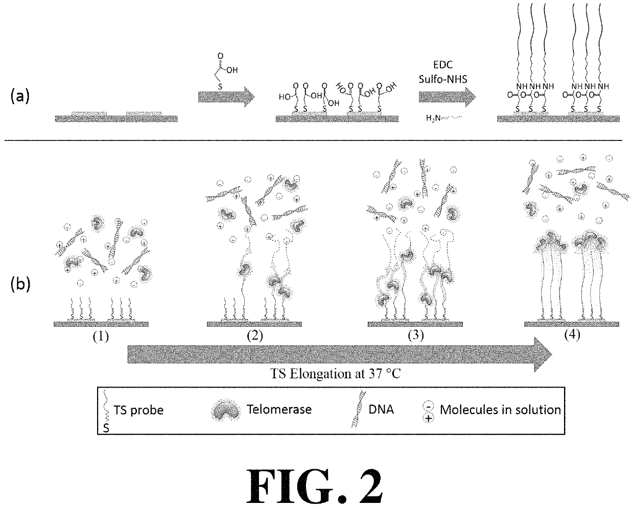 Electrochemical impedimetric biosensing microchip for real time telomerase activity detection