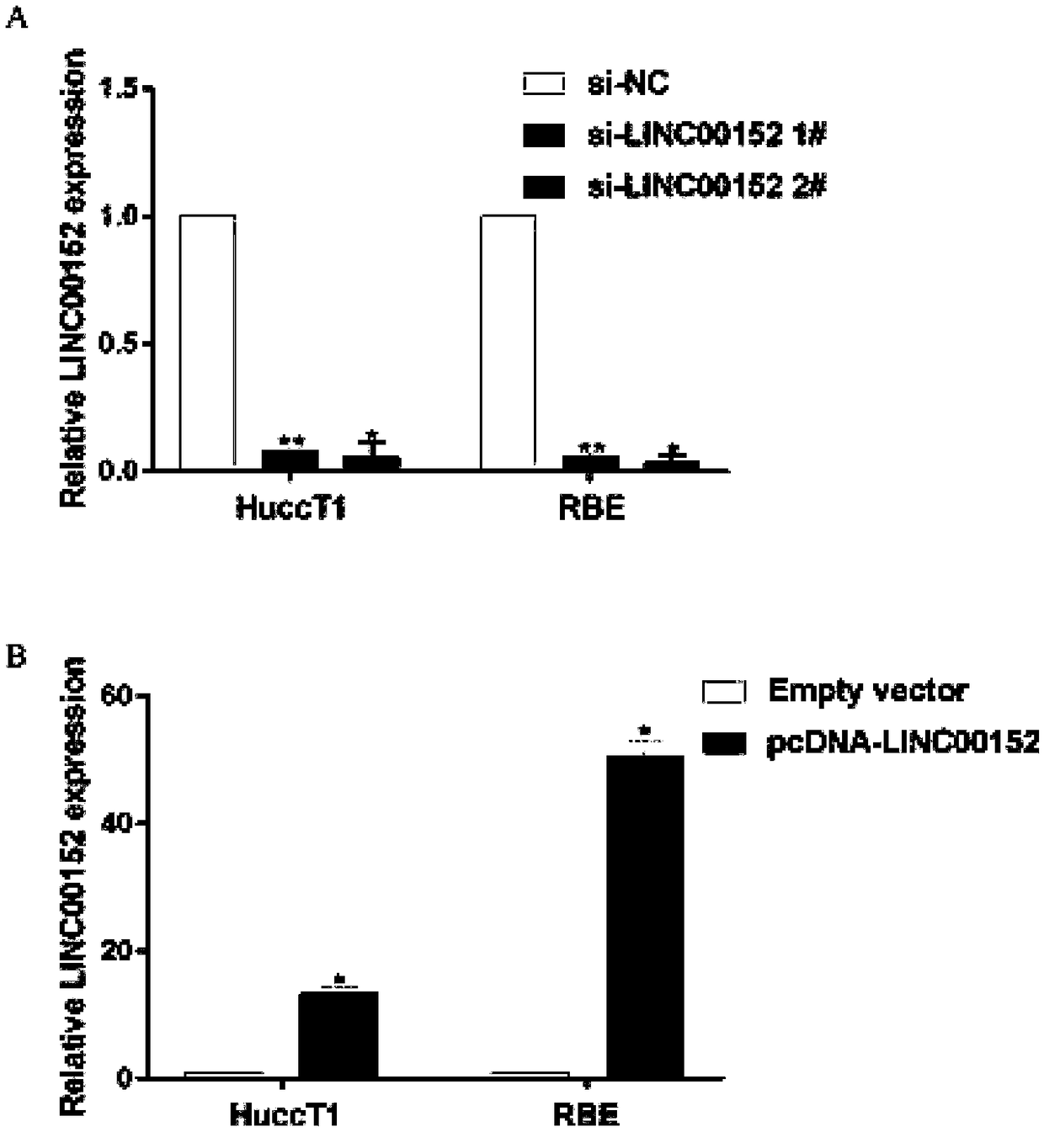 Application of long-chain non-coding RNA and composition thereof for diagnosing and treating biliary duct cancer