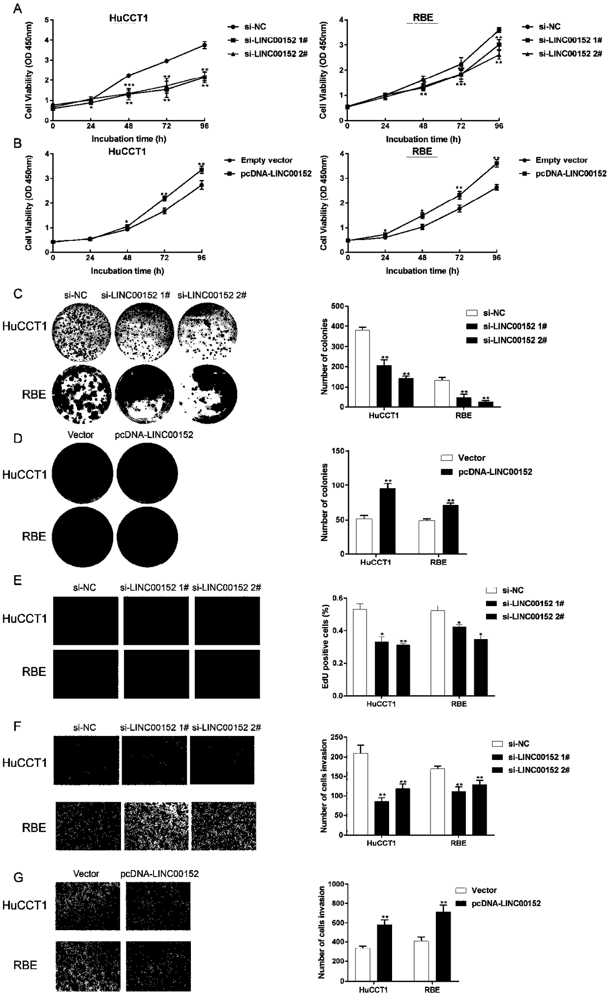 Application of long-chain non-coding RNA and composition thereof for diagnosing and treating biliary duct cancer