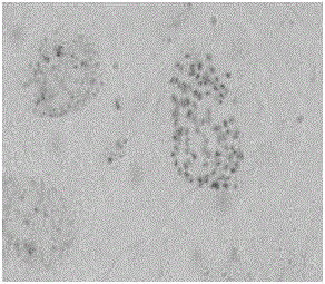 Mint polyploidy identification method