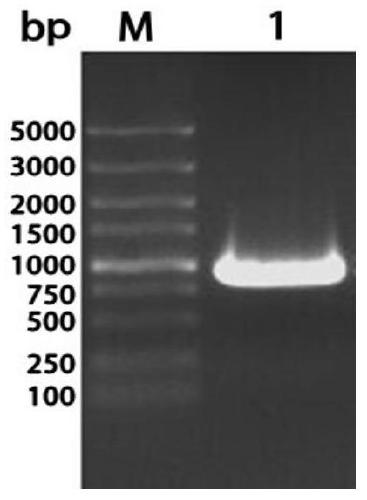 Riemeria anatipestifer ompa/motb truncated recombinant protein, its antibody, preparation method and application