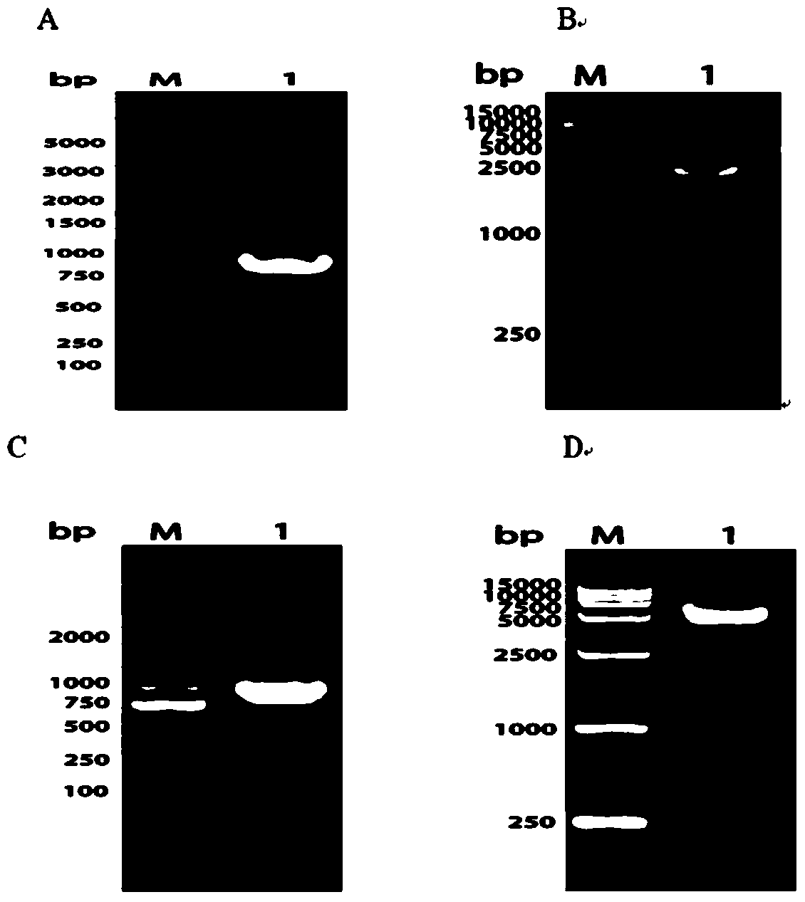 Riemeria anatipestifer ompa/motb truncated recombinant protein, its antibody, preparation method and application